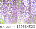 美麗的紫藤花 129684523