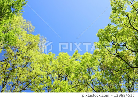 色彩鮮豔的新鮮綠樹 [藍天背景] [天空背景] 129684535