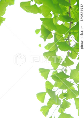 Close-up of fresh green ginkgo leaves [White background] [Sky background] 129684542