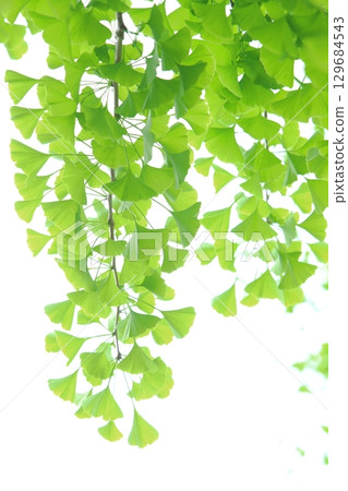 Close-up of fresh green ginkgo leaves [White background] [Sky background] 129684543