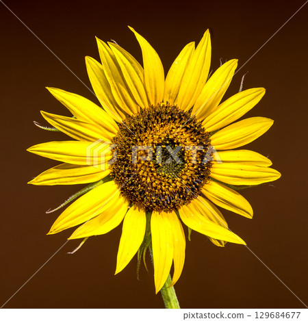 A vibrant sunflower on a dark brown background 129684677