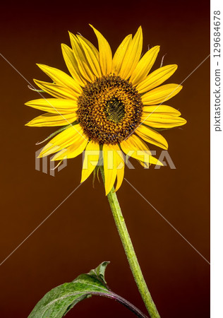 A vibrant sunflower on a dark brown background 129684678