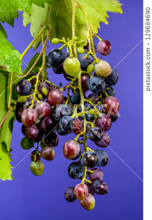Vibrant Grapes on the Vine Against Purple Backdrop Vibrant Grapes on the Vine Against Purple Backdrop 129684690