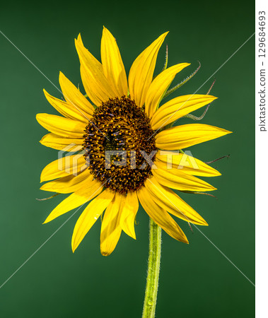 A close-up shot of a single vibrant sunflower A close-up shot of a single vibrant sunflower 129684693