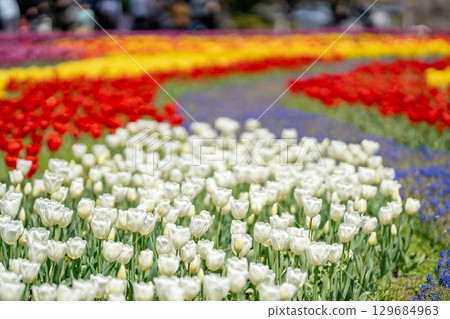 Tourists and blooming tulip fields at Kiso Sansen Park in spring in Kaizu City, Gifu Prefecture Tourists and blooming tulip fields at Kiso Sansen Park in spring in Kaizu City, Gifu Prefecture 129684963