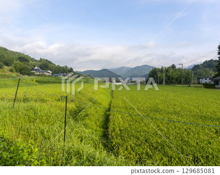 里山梯田景觀 129685081