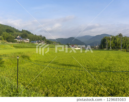 A landscape of terraced rice fields in Satoyama 129685083