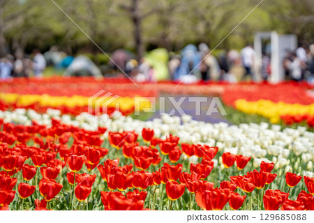 岐阜縣海津市木曾三泉公園春季的遊客和盛開的鬱金香花田 129685088