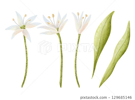 Abstract white wildflowers watercolor illustration set. Garlic or onion field flowers with green leaves isolated clip art. Delicate spring floral elements in simple style 129685146