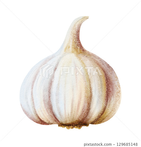 Hand drawn garlic vegetable watercolor illustration isolated on white. Realistic spice food clip art in simple style and gray pink colors for kitchen and culinary designs 129685148