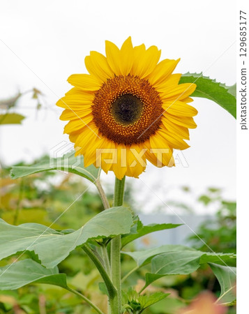 盛開的美麗向日葵 129685177