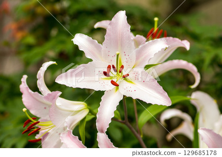 百合皇后 129685178