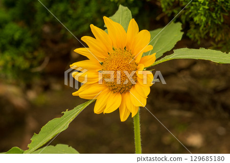 Beautifully blooming sunflowers Beautifully blooming sunflowers 129685180