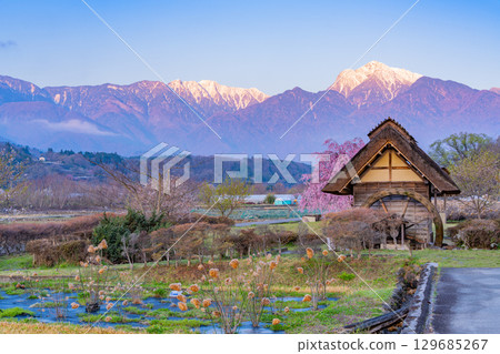 [Takekawacho, Hokuto City, Yamanashi Prefecture] Waterwheel Village Park: Cherry blossoms, waterwheels, and the Southern Alps at dawn 129685267