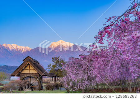 [Takekawacho, Hokuto City, Yamanashi Prefecture] Waterwheel Village Park: Cherry blossoms, waterwheels, and the Southern Alps at dawn 129685268