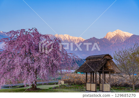 【山梨縣北杜市竹川町】水車村公園：櫻花、水車、晨曦中的南阿爾卑斯山 129685270