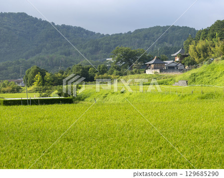里山梯田景觀 129685290