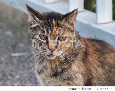 A cat staring at you 129685582