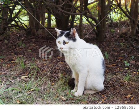 A cat staring at you 129685585