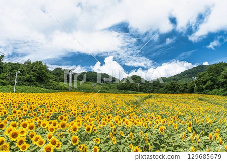 夏季三倉高原(滑雪場)向日葵田 福島縣喜多方市 夏季三倉高原(滑雪場)向日葵田 福島縣喜多方市 129685679