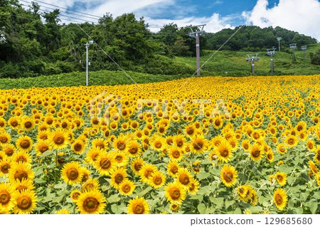 夏季三倉高原(滑雪場)向日葵田 福島縣喜多方市 夏季三倉高原(滑雪場)向日葵田 福島縣喜多方市 129685680