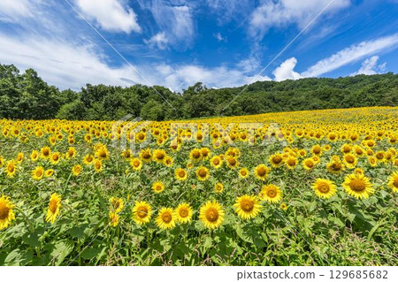 Summer at Sannokura Highlands (ski resort) Sunflower fields Kitakata City, Fukushima Prefecture Summer at Sannokura Highlands (ski resort) Sunflower fields Kitakata City, Fukushima Prefecture 129685682