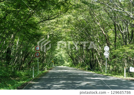Summer sunlight filtering through the trees on the Zao Echo Line, Miyagi Prefecture side, Zao Town, Miyagi Prefecture 129685786
