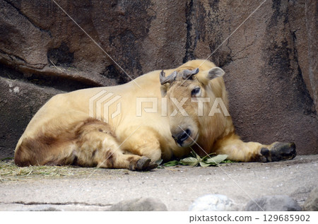 Takin Takin 129685902