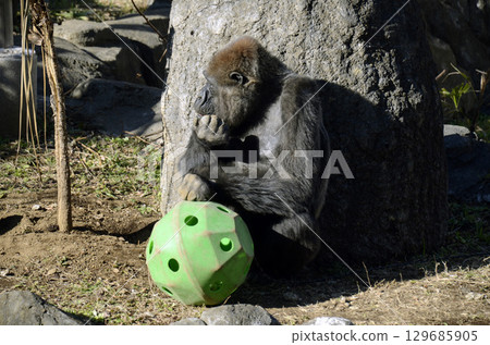 Gorilla Gorilla 129685905