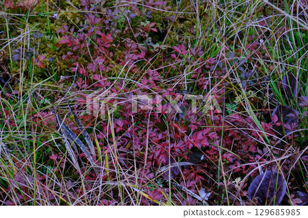 Tsugaike Nature Park, Nagano Prefecture: The autumn leaves of the Aleutian Geranium look like grass, but they are actually trees. 129685985