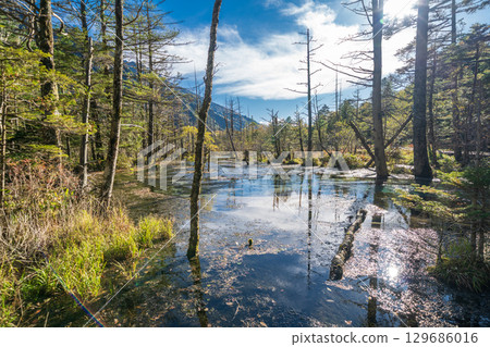 "Nagano Prefecture" Beautiful autumn scenery of the Dakezawa Marsh, Kamikochi 129686016