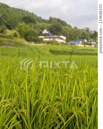 Ripened rice fields and rural scenery Ripened rice fields and rural scenery 129686103