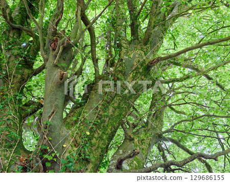 A large Beech tree fills the frame, its textured trunk and branches reaching skyward, covered with green leaves. Sunlight filters through the leaves, creating a pattern of light and shadow. A large Beech tree fills the frame, its textured trunk and branches reaching skyward, covered with green leaves. Sunlight filters through the leaves, creating a pattern of light and shadow. 129686155