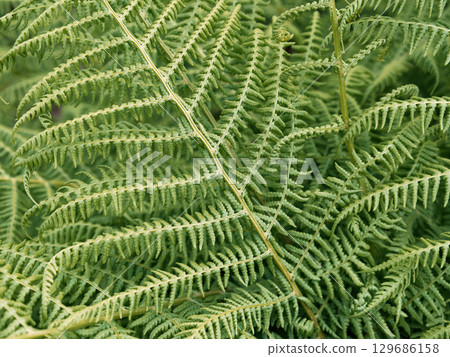 Fresh, vibrant green fern leaves create a rich textured background. Ideal for nature-themed designs or websites. 129686158