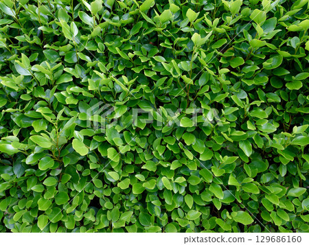 Close-up view of green Eugenia myrtifolia plant foliage in natural sunlight showcasing vibrant, healthy leaves and dense growth pattern. Close-up view of green Eugenia myrtifolia plant foliage in natural sunlight showcasing vibrant, healthy leaves and dense growth pattern. 129686160
