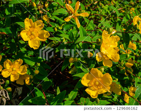 Many yellow Saint John's wort flowers are in bloom, showing off their petals and stamens. The flowers are surrounded by green leaves, which makes them look natural, bright and colourful. Many yellow Saint John's wort flowers are in bloom, showing off their petals and stamens. The flowers are surrounded by green leaves, which makes them look natural, bright and colourful. 129686162