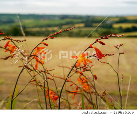 Orange montbretia flowers sway gently in a grassy field in County Cork, Ireland. In the background, verdant hills and a golden field provide a scenic backdrop on a summer day. Orange montbretia flowers sway gently in a grassy field in County Cork, Ireland. In the background, verdant hills and a golden field provide a scenic backdrop on a summer day. 129686169