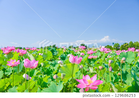 Lotus flowers in fallow fields in Azumino, Shinshu 129686253