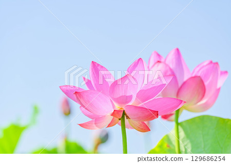 Lotus flowers blooming in summer in Azumino 129686254