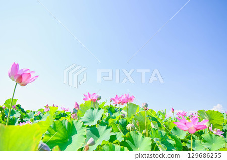 Lotus flowers in fallow fields in Azumino, Shinshu 129686255