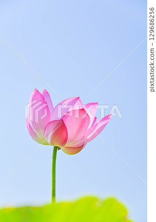 Lotus flowers blooming in summer in Azumino Lotus flowers blooming in summer in Azumino 129686256