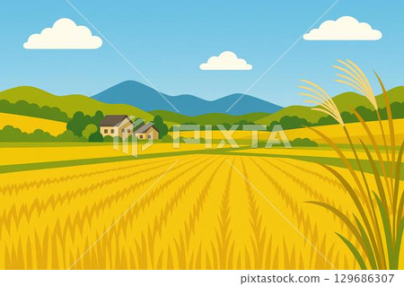Autumn: Rice fields before harvest 129686307