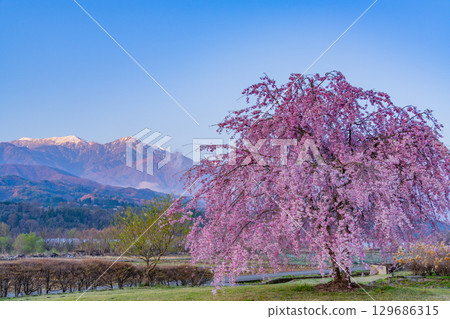 [山梨縣北杜市] 水車村公園 櫻花與南阿爾卑斯山 清晨 129686315