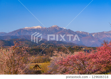 [Hokuto City, Yamanashi Prefecture] Waterwheel Village Park, Cherry Blossoms and the Southern Alps, Early Morning 129686318