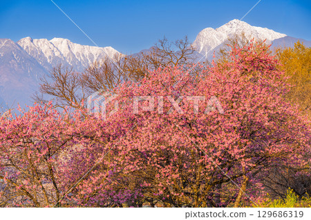 [Hokuto City, Yamanashi Prefecture] Waterwheel Village Park, Cherry Blossoms and the Southern Alps, Early Morning 129686319