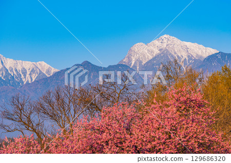 [Hokuto City, Yamanashi Prefecture] Waterwheel Village Park, Cherry Blossoms and the Southern Alps, Early Morning 129686320