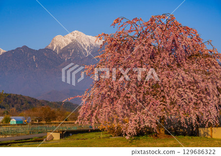 [山梨縣北杜市] 水車村公園 櫻花與南阿爾卑斯山 清晨 129686322
