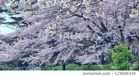 清水公園的櫻花-72 清水公園的櫻花-72 129686336