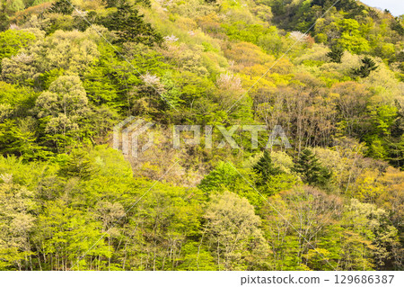Vibrant fresh greenery around Lake Okushima 129686387