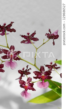 Reddish-purple oncidium blooming in a winter greenhouse. December, Chofu 747 Oncidium, Orchidaceae, Jindai Botanical Garden V9.16 129686527